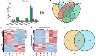 Integrative Analysis of the lncRNA-Associated ceRNA Regulatory Network Response to Hypoxia in Alveolar Type II Epithelial Cells of Tibetan Pigs